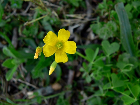 {Oxalis stricta}